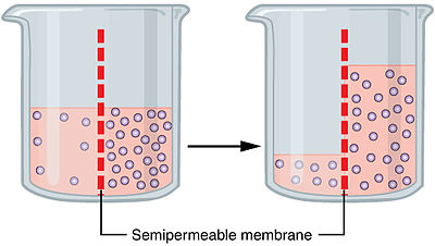 Osmosis - Osmotic Pressure